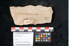 Foto (Objekt + Etikett) von Banksia brongniarti (NHMW-GEO-2024-0188-11472)